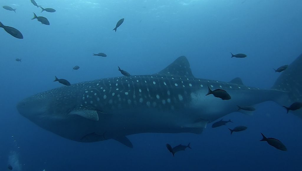 cabb57aa-3bdb-4624-9016-30288f90d443