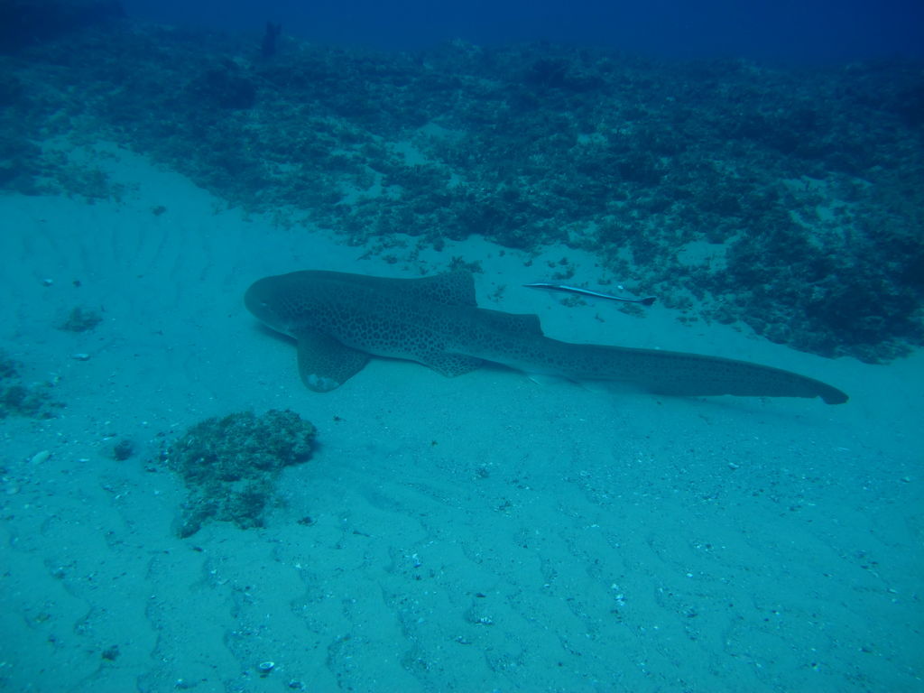 a3425047-68de-4ddf-af06-ae643a5b2242