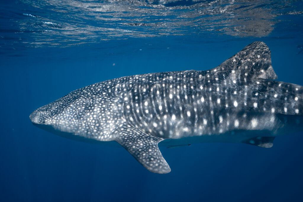 500ab122-27e3-40f1-b13e-aeb7f028019e