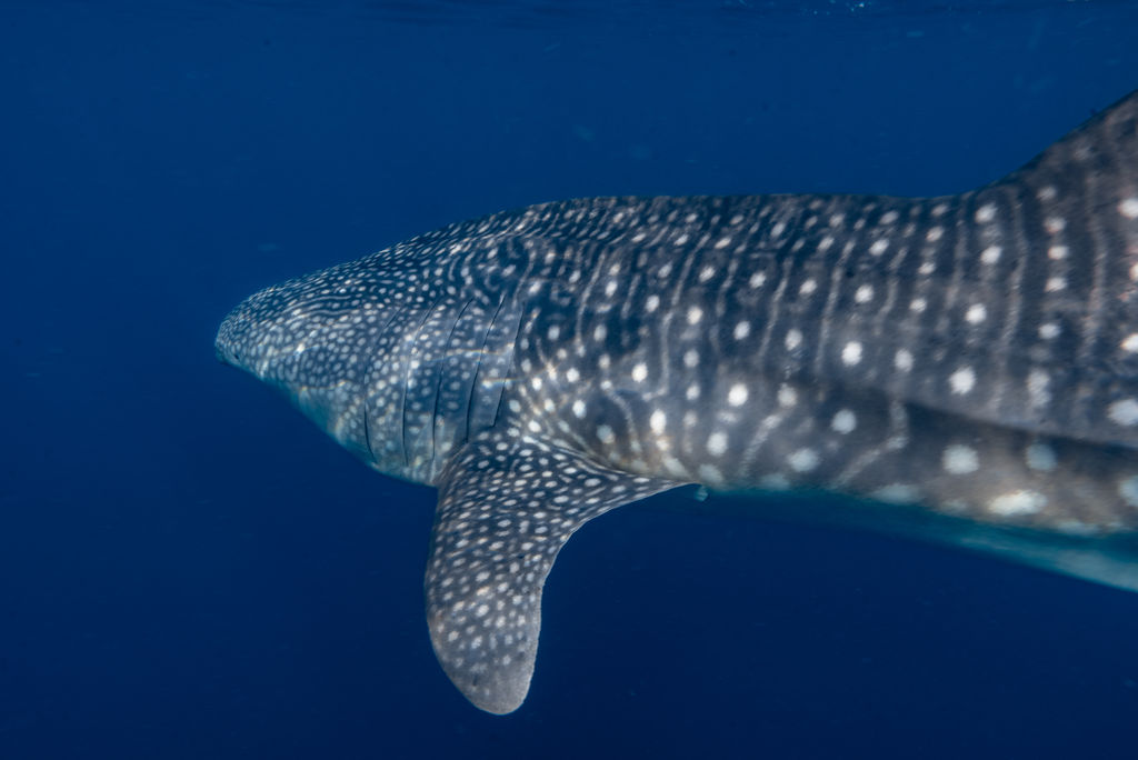 c1d0da44-9060-49a6-9409-f12c49f16e88