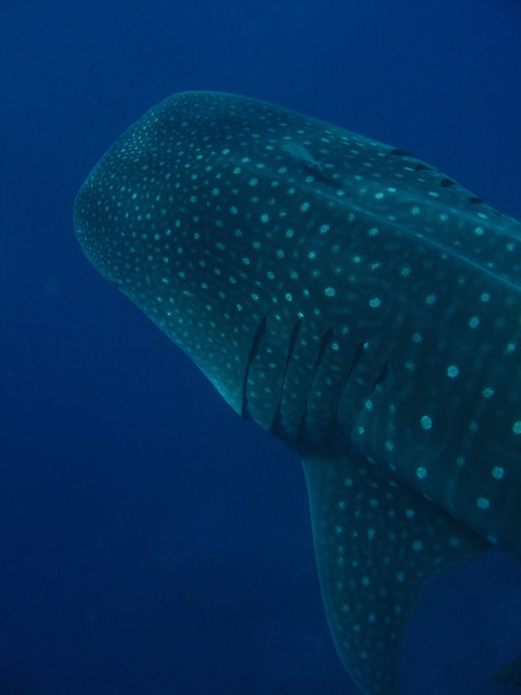 d55536f6-d576-4925-94f0-3c664a08d107