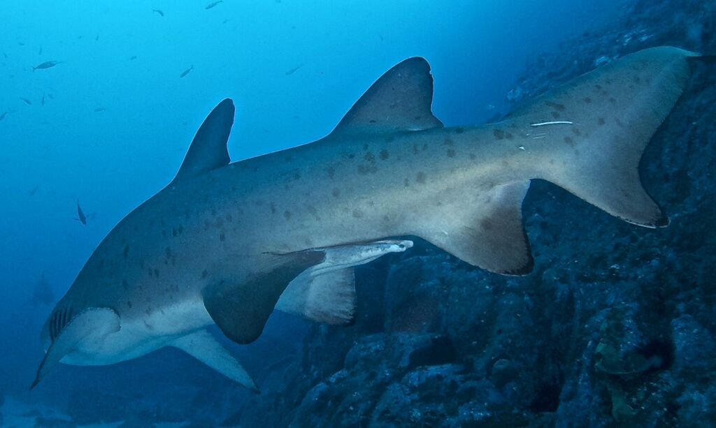 1861be47-6eac-47f1-8a94-03d6eccc4103