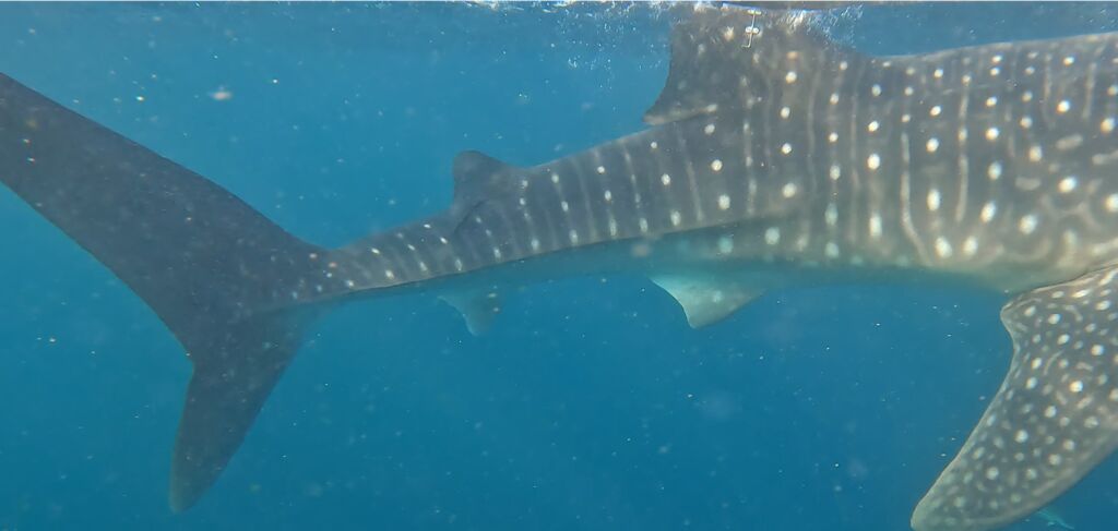 caf1377c-a89b-4b52-ba14-e68cfe72a421