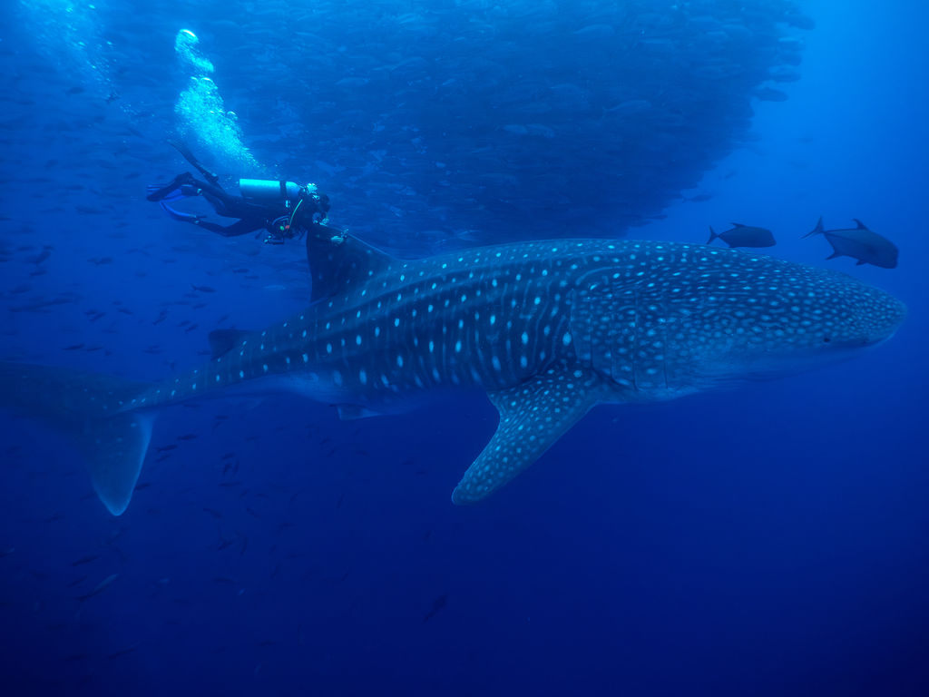 a5897d42-0e19-4edc-bf52-ab43a99a9abb