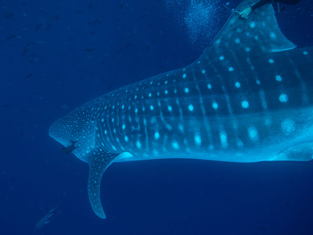 a5897d42-0e19-4edc-bf52-ab43a99a9abb