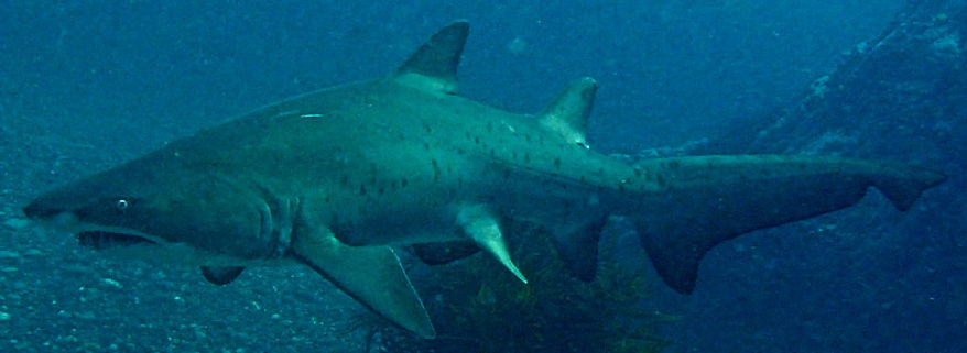 e0aa04cc-8f44-4d0d-9b38-3657e0c465c4