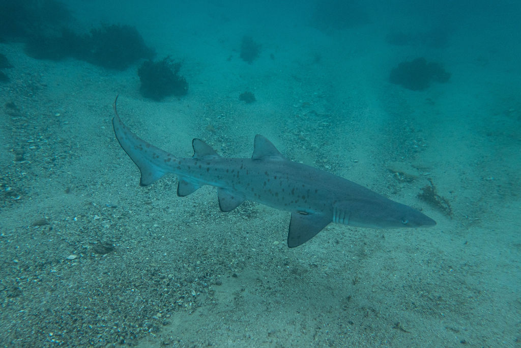 485e2cc0-5e79-43fb-9826-48d2b68c34ed