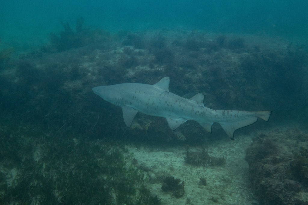 485e2cc0-5e79-43fb-9826-48d2b68c34ed