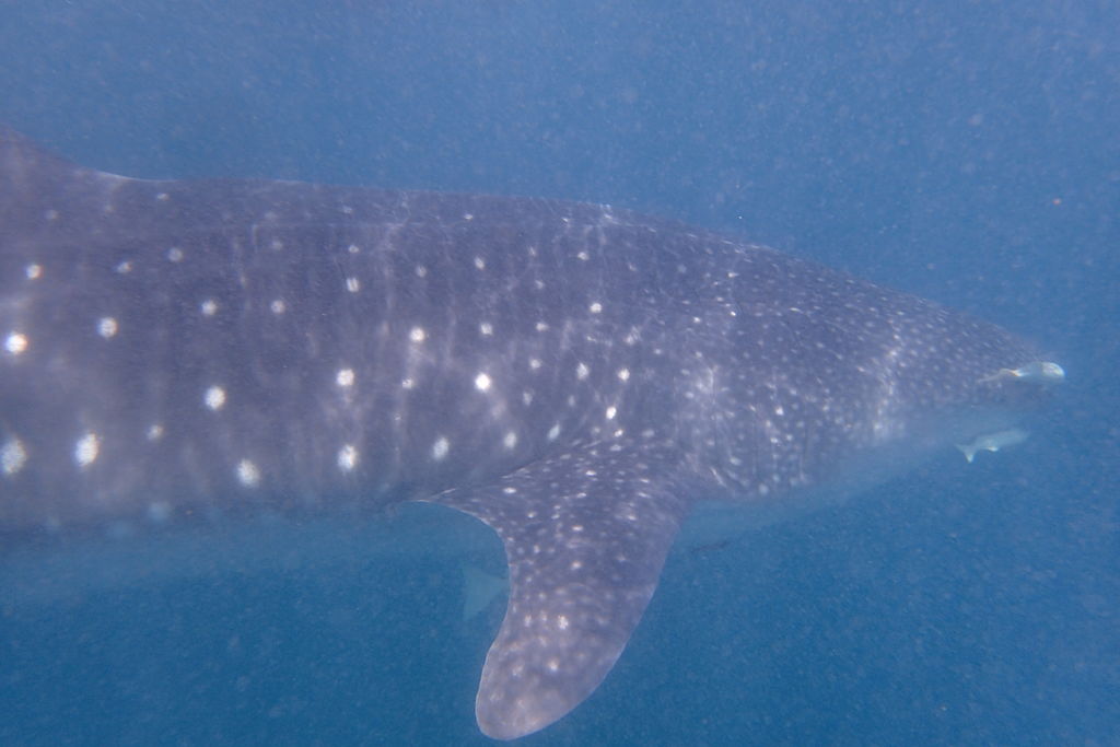 f1f4e456-796e-4f8a-a8b1-0b02202032de