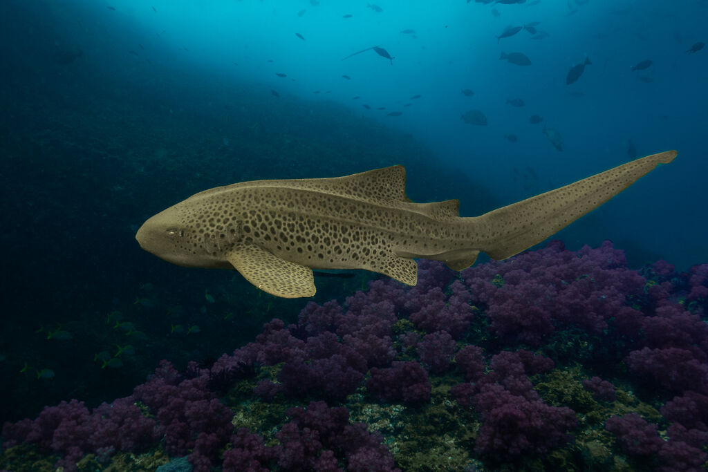 25ef7f97-55b6-4746-817e-0def0c0737d9