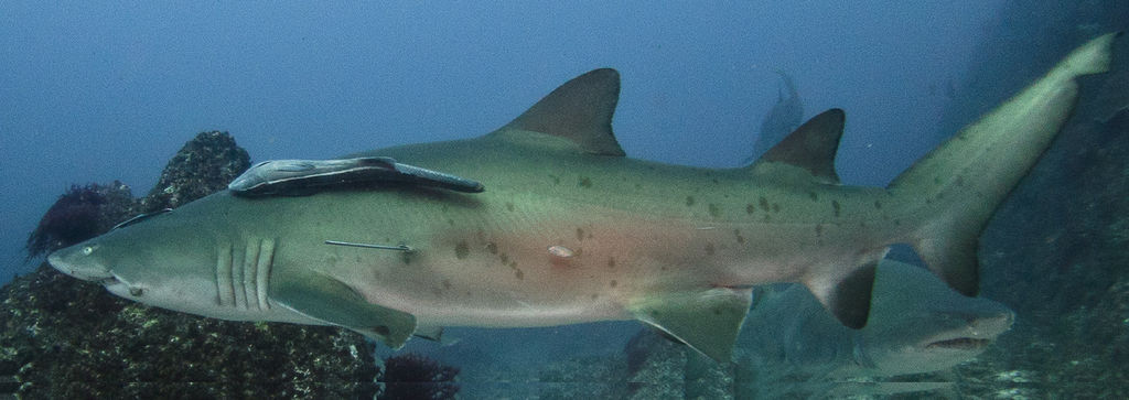 897be2e4-ea77-46fe-94a6-ffa158a11427