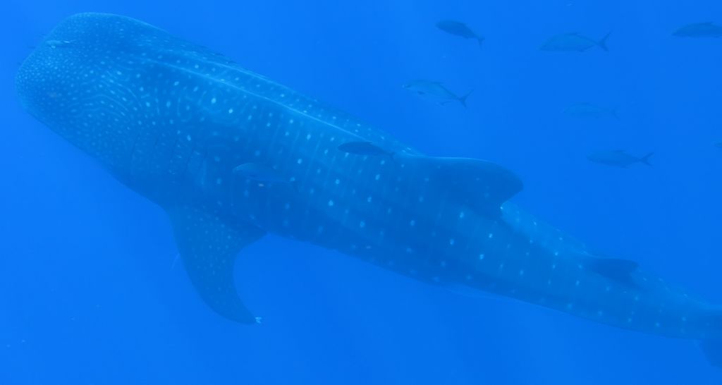 f4728440-c1bb-4d96-abc9-8d4e308e96c6