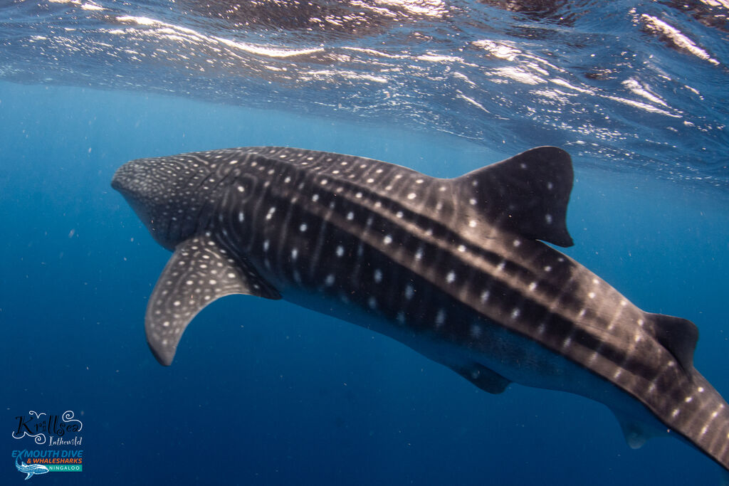 d4e4ed85-7b66-426f-b6a8-9cb99ffc43af