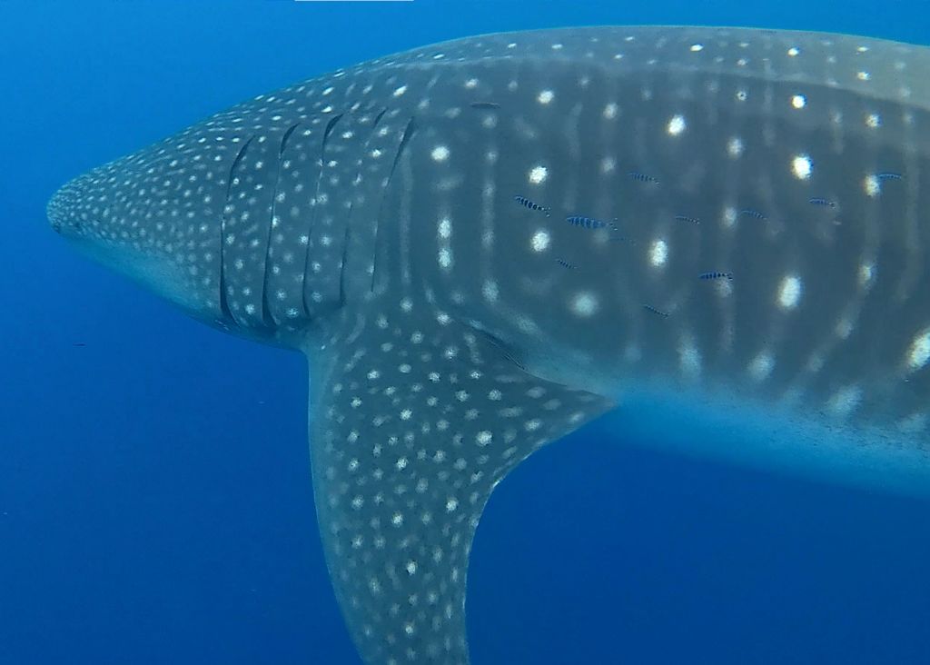 5cc6aa42-88e3-4331-9412-641b23d09538