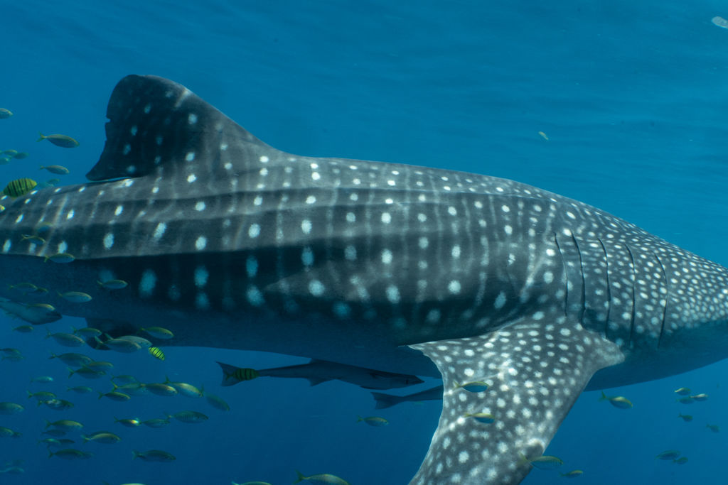 ec861836-069d-4ee6-a81e-dce849123047