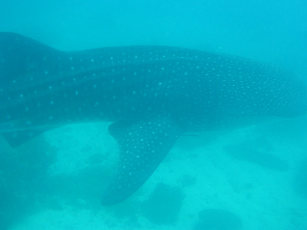 31f4e446-e204-4522-9349-b6d3a7445eb5