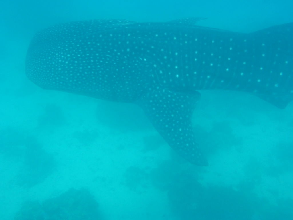 31f4e446-e204-4522-9349-b6d3a7445eb5