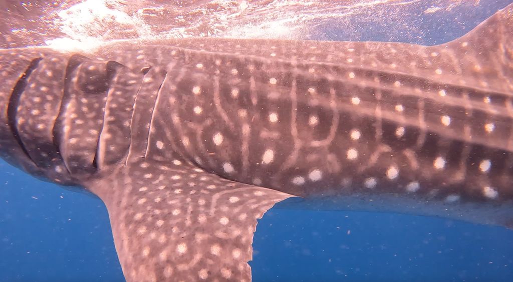 c08c7fd7-db8a-4d76-b403-abb0e2d9f485