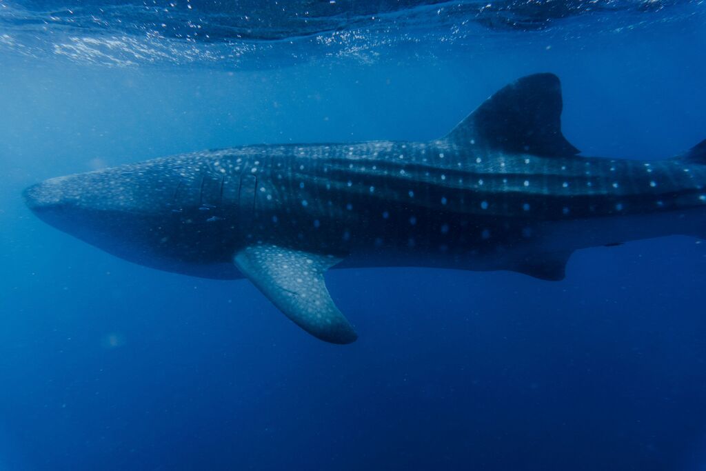 f9986858-d0de-45bf-8981-279020a9f12d