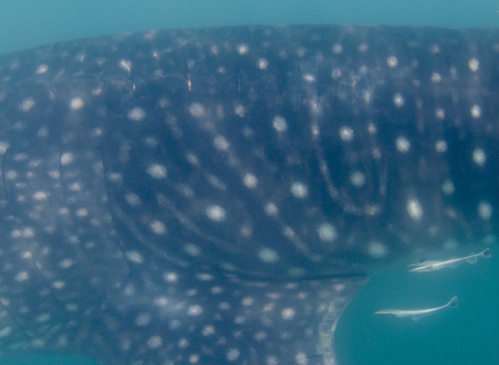 23259b2f-14a6-4aed-8ac9-367ddc4d5b95