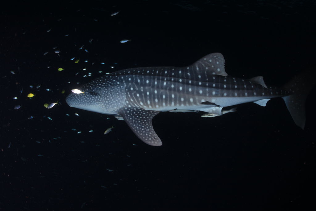 3b93fd6c-3dc7-45ea-aaad-5ede35d3b186