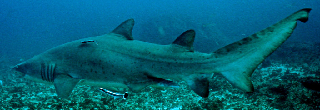 70ef6fb6-45ac-4ef8-8e3f-a3c67bac3f78