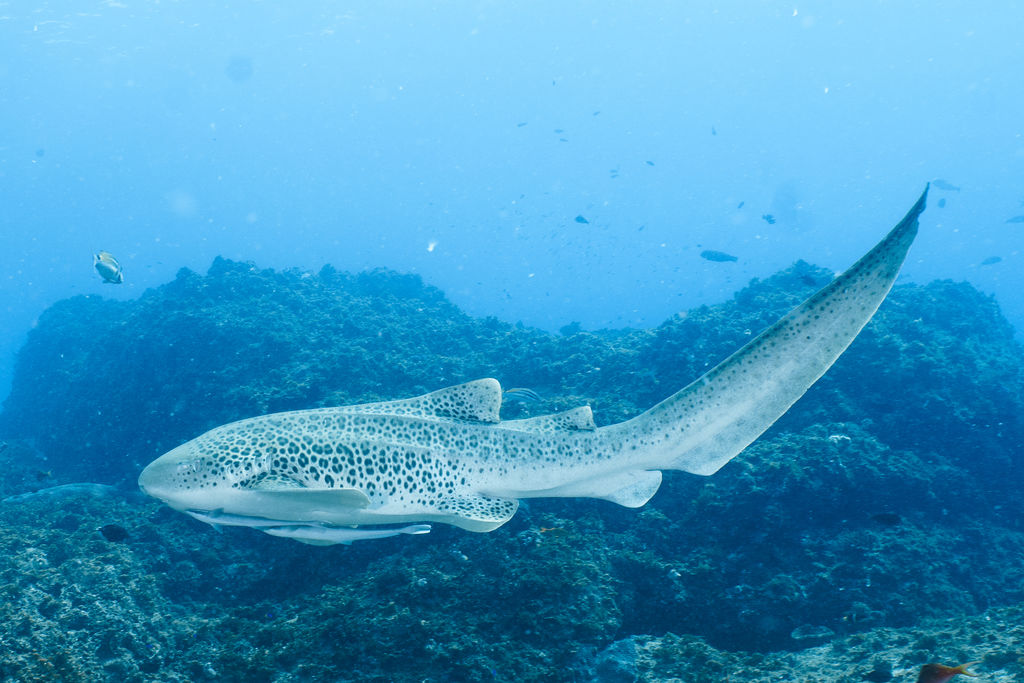 a36cc7a8-24a8-47c3-bbcb-d12295349971