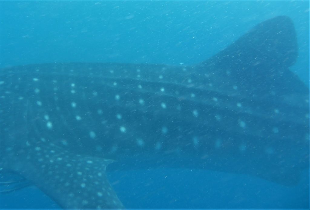 2d94d6aa-23d7-4a04-ad9c-5e37aae8f8e5