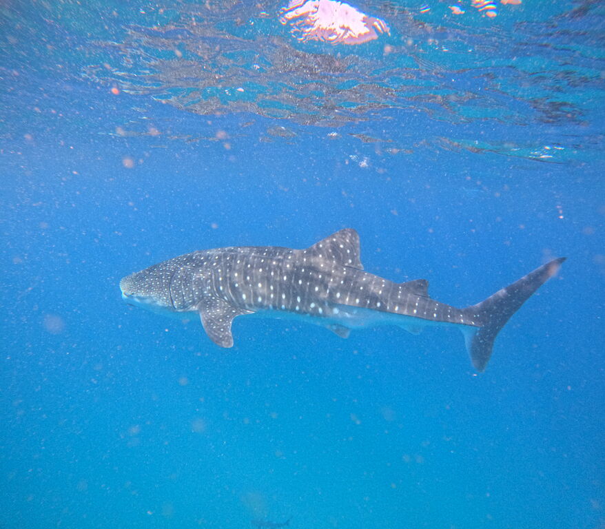 5985d58b-a947-4f32-9d8d-3e4c6a03484c