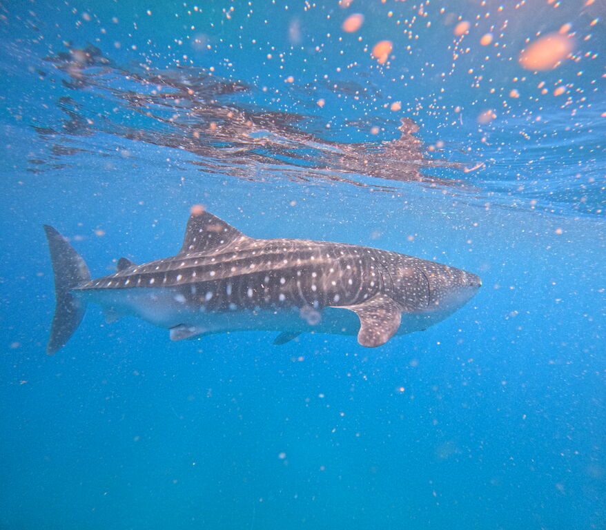 5985d58b-a947-4f32-9d8d-3e4c6a03484c