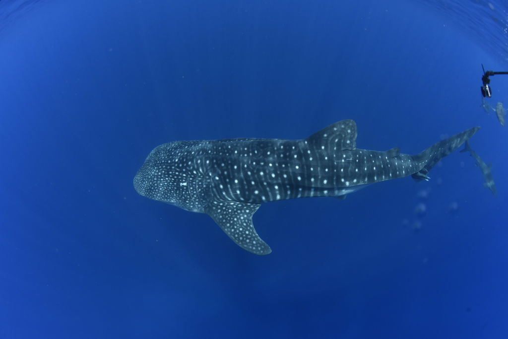 b59f4dc5-6468-40d4-a533-ff8288cf5258