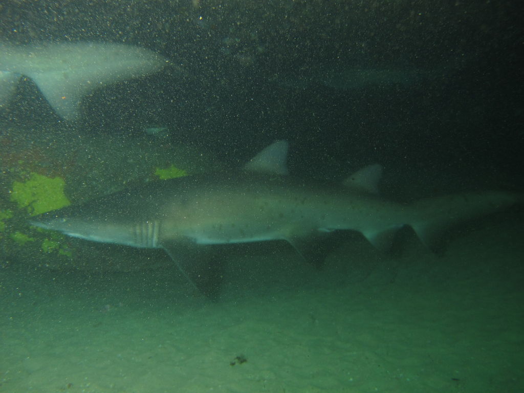 f1451e9b-2587-4440-ba37-7089d274b323