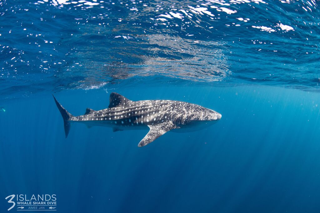 47418eeb-ac6e-4187-a1a8-0e8265bea765