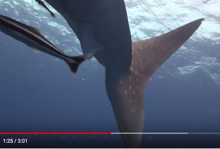 bc115cb7-6b4f-4fd6-af27-282de09b8ed2