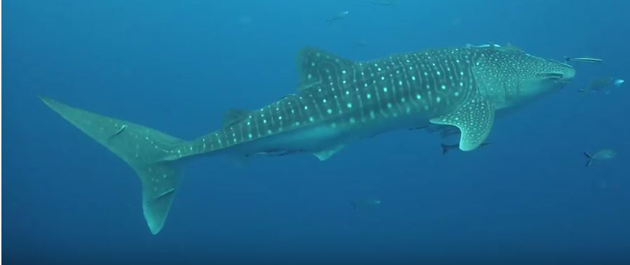 bc115cb7-6b4f-4fd6-af27-282de09b8ed2