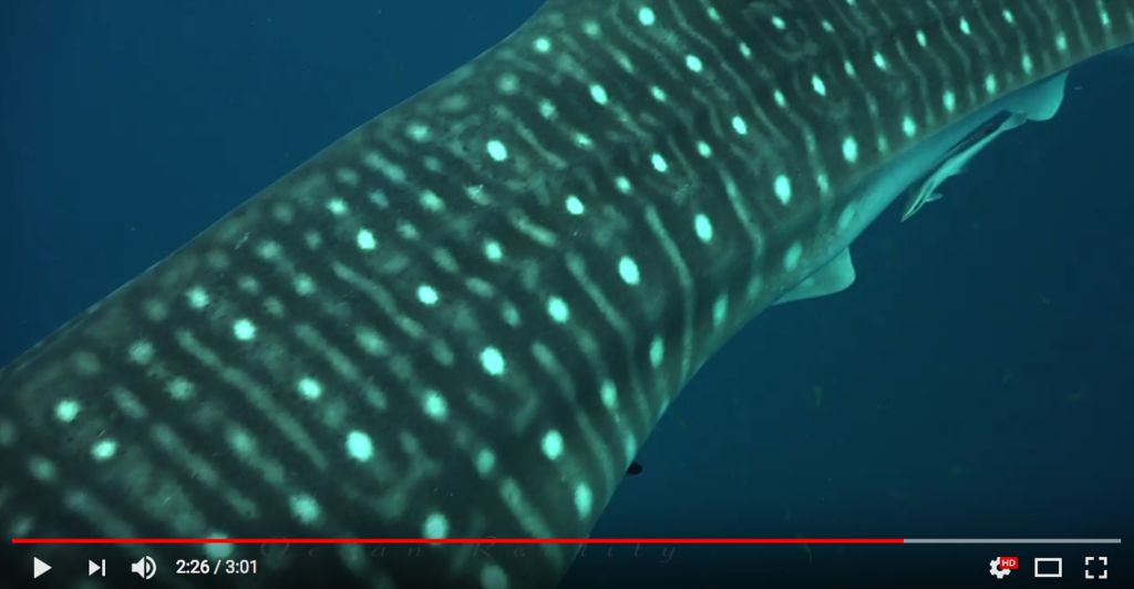 bc115cb7-6b4f-4fd6-af27-282de09b8ed2