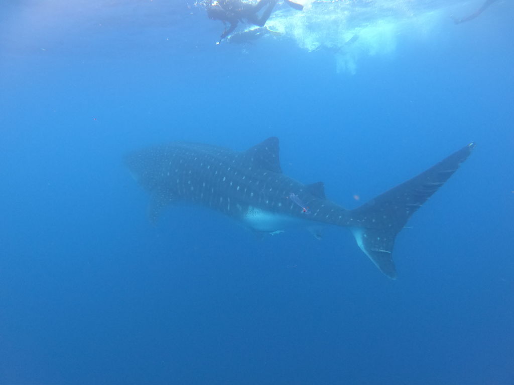 0108a5b6-8a55-41b8-9140-ef186293b10f