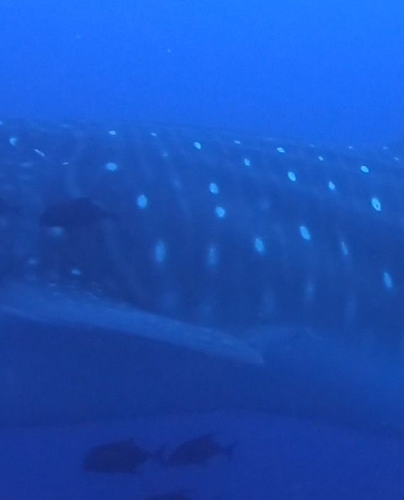 0108a5b6-8a55-41b8-9140-ef186293b10f