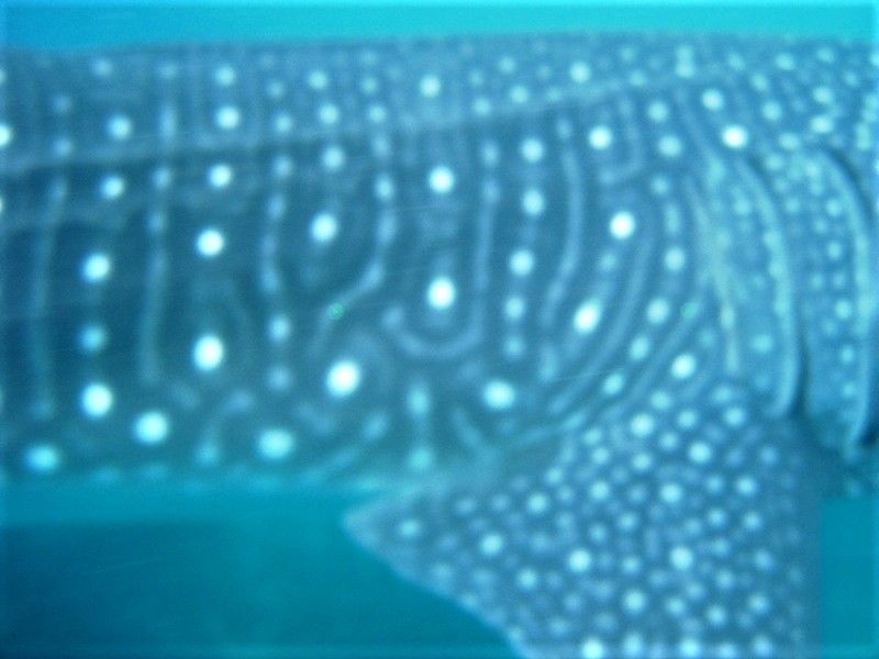 63f2aa2a-81c9-4b43-8d6a-52a1f8a0a4c5