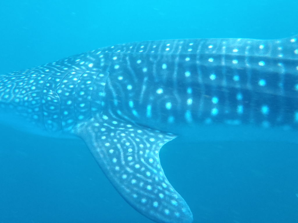 0f61eb4c-2c98-4776-8bf1-4369c529e640