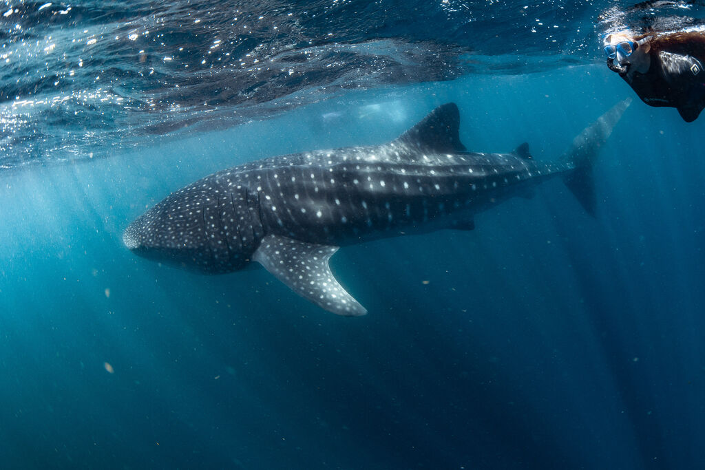 d85439ed-9237-450f-83a1-0a1388066939