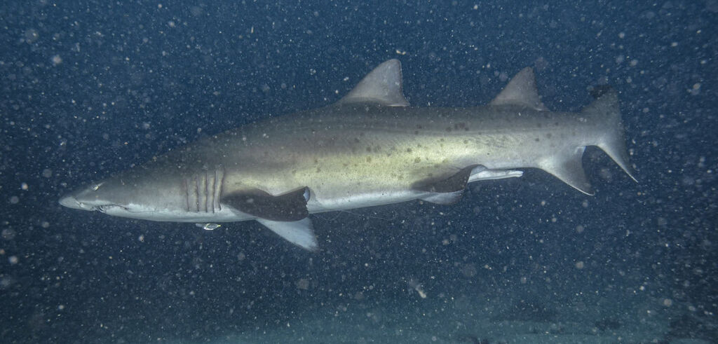 0253275c-21ae-4650-9535-0cc3e95067b7