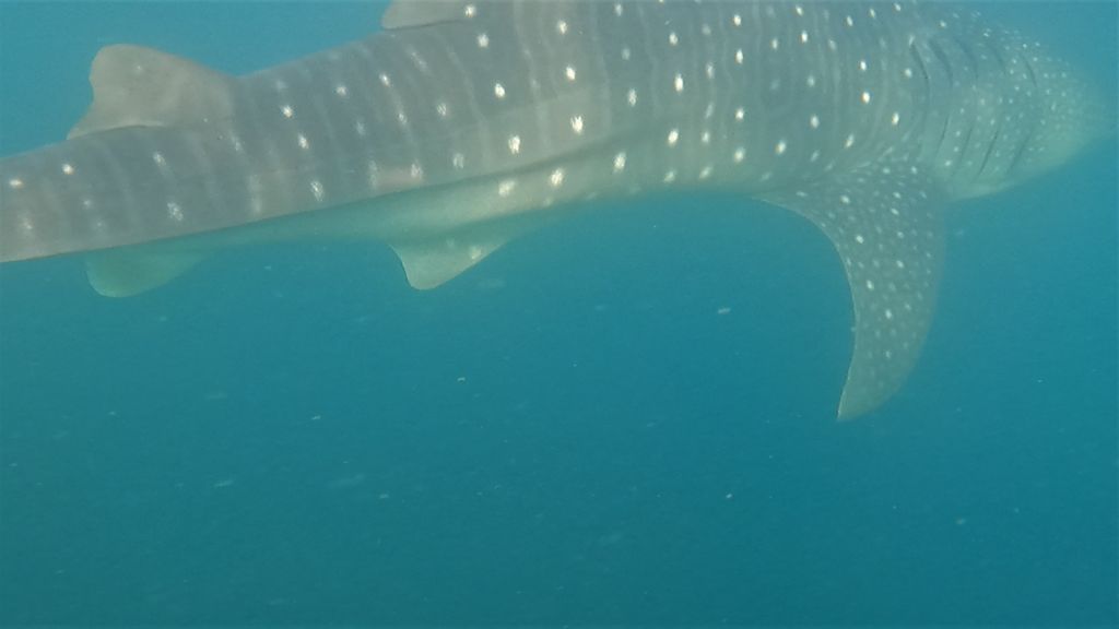 a86f2c13-b6d9-42f6-9797-abadc4dc4a8d