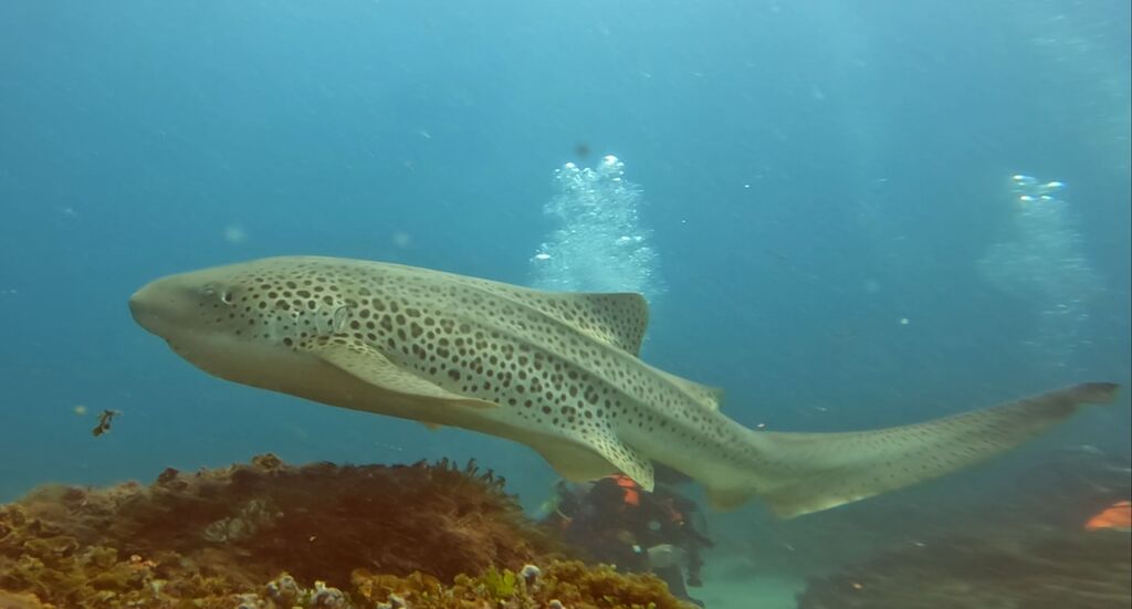 e1149b78-10ec-429a-8046-12462ec225fc