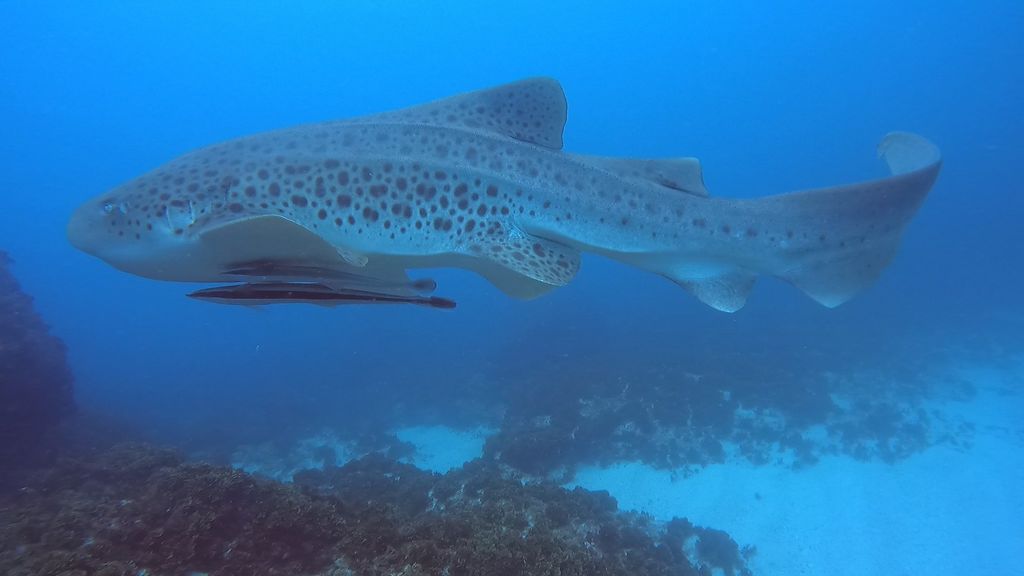 cc92a532-8f2a-40a3-9939-7d8b4a405233