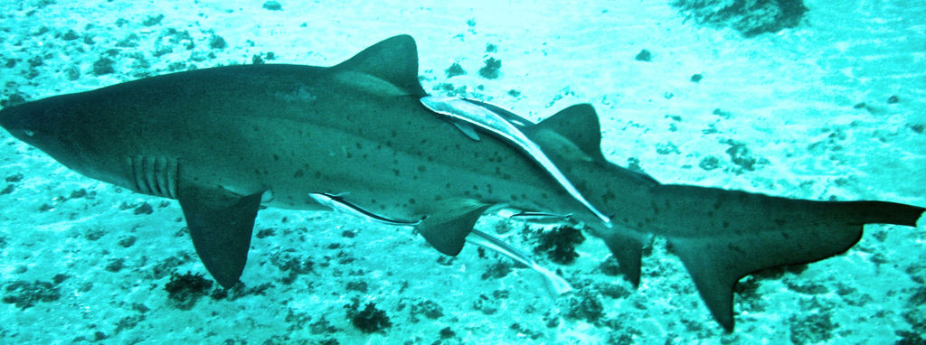 a0c46af5-d6f4-4226-b26b-6d40a7547c51