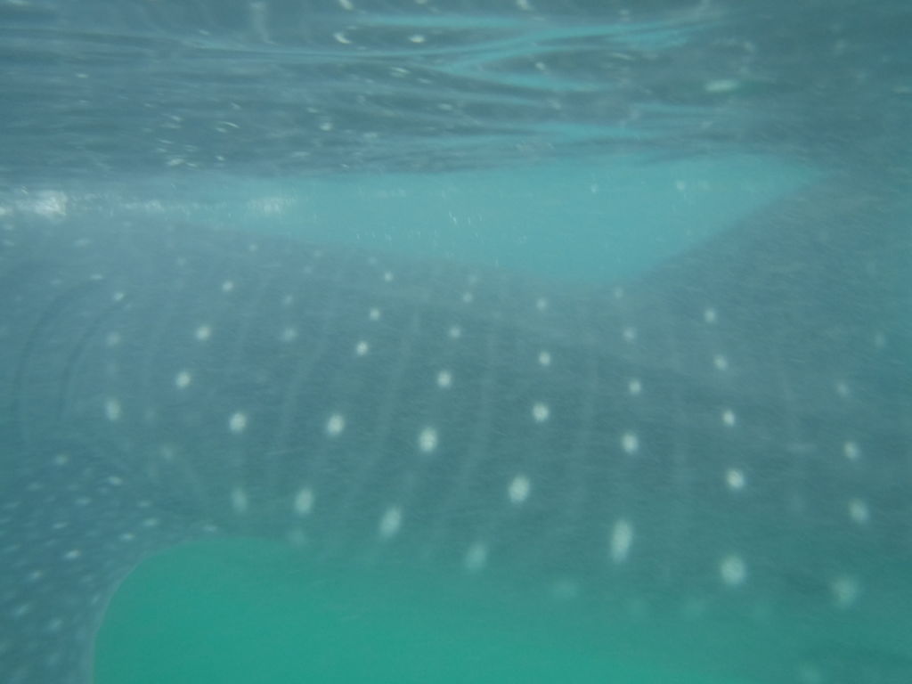 1f4cfbb5-62c0-49ea-9e96-147ff38429be