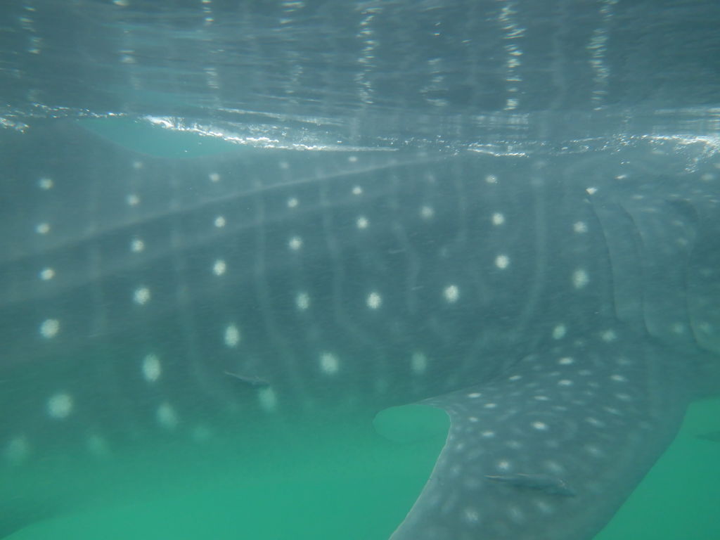 1f4cfbb5-62c0-49ea-9e96-147ff38429be