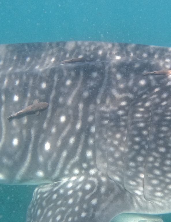 2f0217a3-8cf0-4f2e-bf21-c940c2a564e7