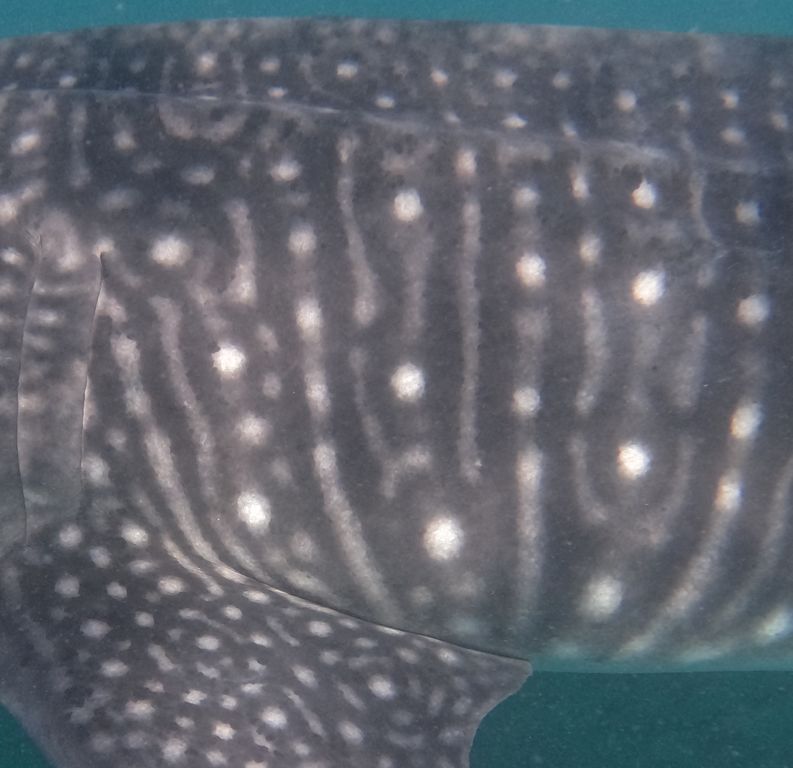 2f0217a3-8cf0-4f2e-bf21-c940c2a564e7